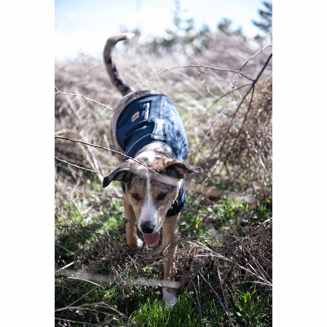 Quick Duck Fleece-Lined Dog Jac